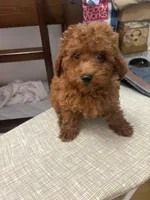 Charlie AKC, a male Poodle - Toy  for sale in Miami, FL – 3 of 7