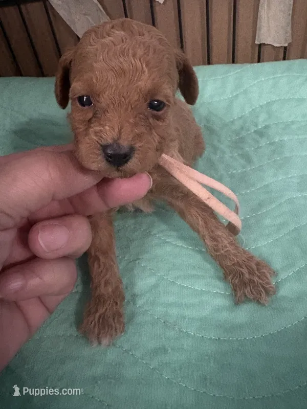 Roxy AKC – Poodle - Toy  puppy for sale in Miami, FL