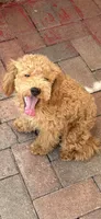 Rocky AKC , a male Poodle - Toy  for sale in Miami, FL – 2 of 8