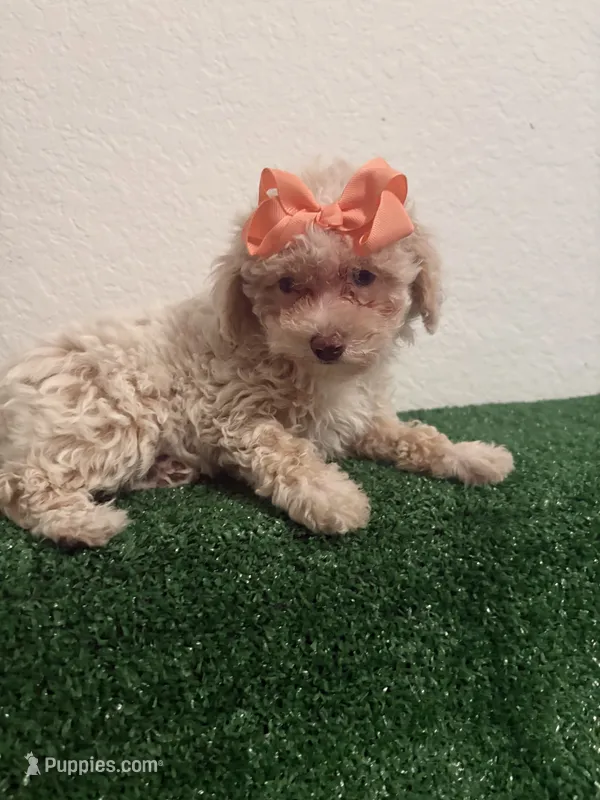 Queen AKC – Poodle - Toy  puppy for sale in Miami, FL