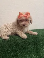 Queen AKC, a female Poodle - Toy  for sale in Miami, FL – 1 of 10