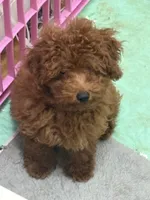 Mimi AKC, a female Poodle - Toy  for sale in Miami, FL – 6 of 10