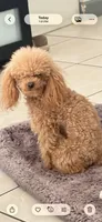 Mary AKC, a female Poodle - Toy  for sale in Miami, FL – 3 of 5