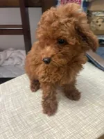 Charlie AKC, a male Poodle - Toy  for sale in Miami, FL – 2 of 7