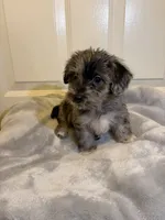 Westiepoo, a male Westiepoo for sale in Fort Campbell, KY – 5 of 6