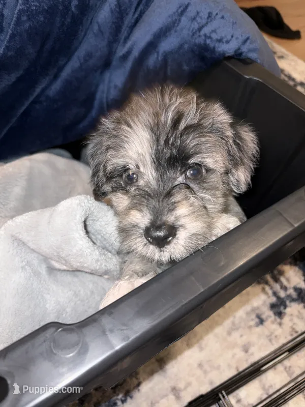Westiepoo – Westiepoo puppy for sale in Fort Campbell, KY