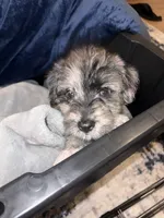 Westiepoo, a male Westiepoo for sale in Fort Campbell, KY – 1 of 6
