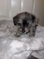 Westiepoo, a male Westiepoo for sale in Fort Campbell, KY – 2 of 6
