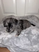 Westiepoo, a male Westiepoo for sale in Fort Campbell, KY – 3 of 6