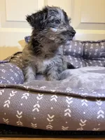 Westiepoo, a male Westiepoo for sale in Fort Campbell, KY – 4 of 6