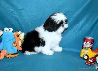 Pebbles B1 Boy, a male Shih Tzu for sale in Goff, KS – 6 of 6