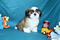 Pebbles B2 Boy, a male Shih Tzu for sale in Goff, KS – 3 of 6