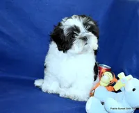 JuJu's B1 Boy, a male Shih Tzu for sale in Goff, KS – 5 of 6