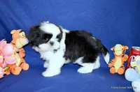 Pebbles B1 Boy, a male Shih Tzu for sale in Goff, KS – 3 of 6