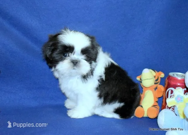 Pebbles B1 Boy – Shih Tzu puppy for sale in Goff, KS