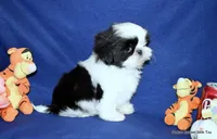 Pebbles B1 Boy, a male Shih Tzu for sale in Goff, KS – 2 of 6