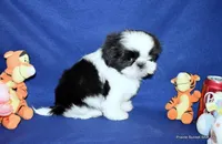 Pebbles B1 Boy, a male Shih Tzu for sale in Goff, KS – 4 of 6
