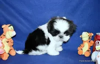 Pebbles B1 Boy, a male Shih Tzu for sale in Goff, KS – 6 of 6