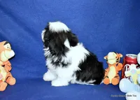 Pebbles B1 Boy, a male Shih Tzu for sale in Goff, KS – 5 of 6
