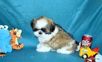 Pebbles B2 Boy, a male Shih Tzu for sale in Goff, KS – 6 of 6