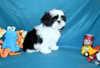 Pebbles B1 Boy, a male Shih Tzu for sale in Goff, KS – 4 of 6