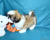 Pebbles B2 Boy, a male Shih Tzu for sale in Goff, KS – 4 of 6