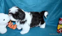 Pebbles B1 Boy, a male Shih Tzu for sale in Goff, KS – 5 of 6