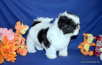 JuJu's B1 Boy, a male Shih Tzu for sale in Goff, KS – 4 of 6