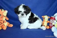 JuJu's B1 Boy, a male Shih Tzu for sale in Goff, KS – 3 of 6