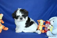 JuJu's B1 Boy, a male Shih Tzu for sale in Goff, KS – 5 of 6