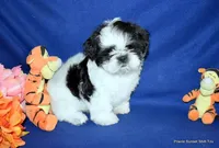 JuJu's B1 Boy, a male Shih Tzu for sale in Goff, KS – 2 of 6