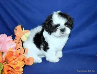 JuJu's B1 Boy, a male Shih Tzu for sale in Goff, KS – 6 of 6