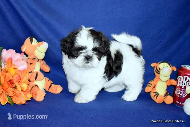 JuJu's B1 Boy – Shih Tzu puppy for sale in Goff, KS