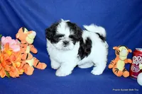 JuJu's B1 Boy, a male Shih Tzu for sale in Goff, KS – 1 of 6