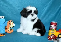 Pebbles B1 Boy, a male Shih Tzu for sale in Goff, KS – 3 of 6