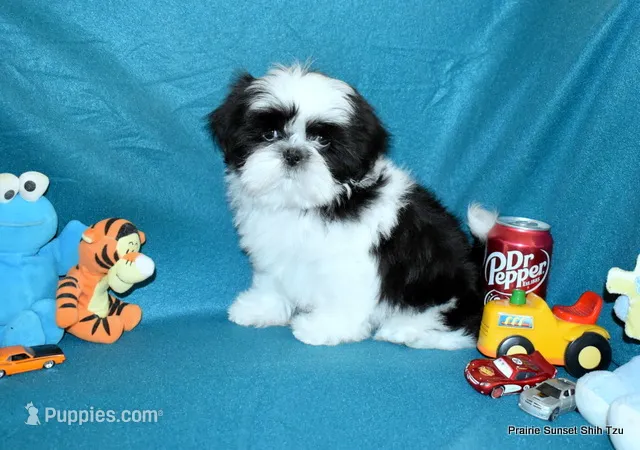Pebbles B1 Boy – Shih Tzu puppy on hold in Goff, KS