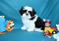 Pebbles B1 Boy, a male Shih Tzu for sale in Goff, KS – 1 of 6