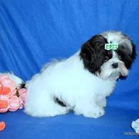 JuJu's G1 Girl, a female Shih Tzu for sale in Goff, KS – Photo 6 of 6