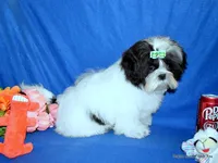 JuJu's G1 Girl, a female Shih Tzu for sale in Goff, KS – Photo 6 of 6
