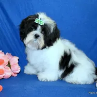 JuJu's G1 Girl, a female Shih Tzu for sale in Goff, KS – Photo 1 of 6
