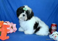 JuJu's G1 Girl, a female Shih Tzu for sale in Goff, KS – Photo 1 of 6