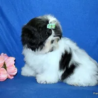 JuJu's G1 Girl, a female Shih Tzu for sale in Goff, KS – Photo 2 of 6
