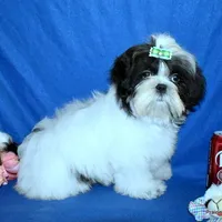 JuJu's G1 Girl, a female Shih Tzu for sale in Goff, KS – Photo 5 of 6