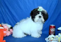 JuJu's G1 Girl, a female Shih Tzu for sale in Goff, KS – Photo 5 of 6