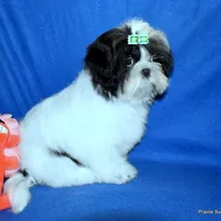 JuJu's G1 Girl, a female Shih Tzu for sale in Goff, KS – Photo 4 of 6