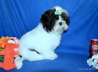 JuJu's G1 Girl, a female Shih Tzu for sale in Goff, KS – Photo 4 of 6