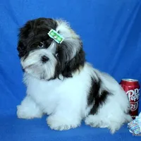 JuJu's G1 Girl, a female Shih Tzu for sale in Goff, KS – Photo 3 of 6