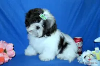 JuJu's G1 Girl, a female Shih Tzu for sale in Goff, KS – Photo 3 of 6
