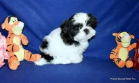 JuJu's B2 Boy, a male Shih Tzu for sale in Goff, KS – 2 of 6
