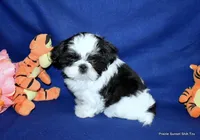 JuJu's B2 Boy, a male Shih Tzu for sale in Goff, KS – 5 of 6